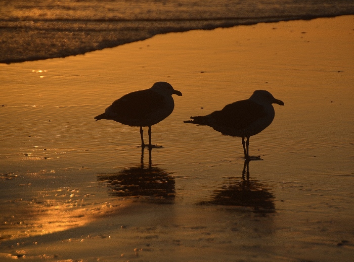 seagulls in sunset